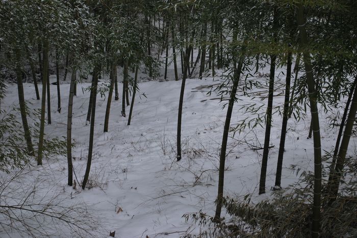 2010年第一场雪